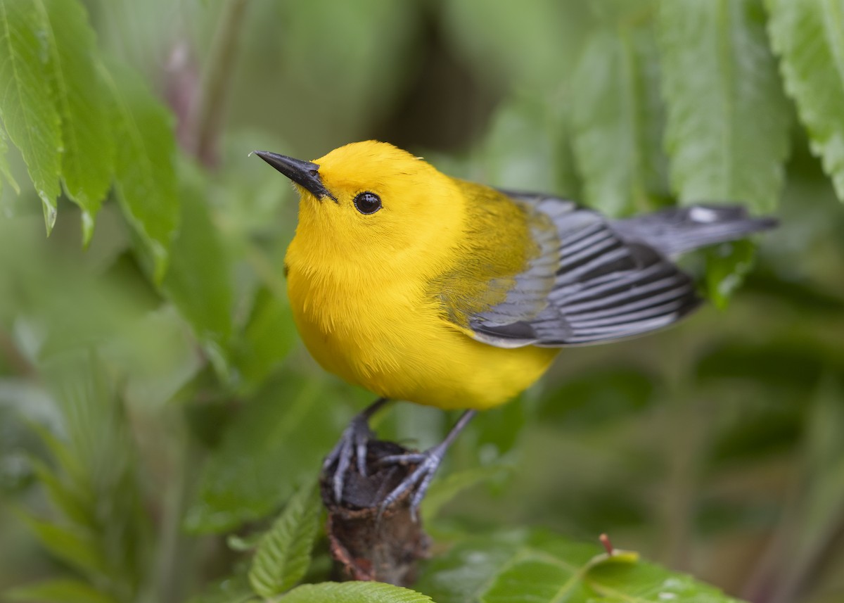 Prothonotary Warbler - ML638383838