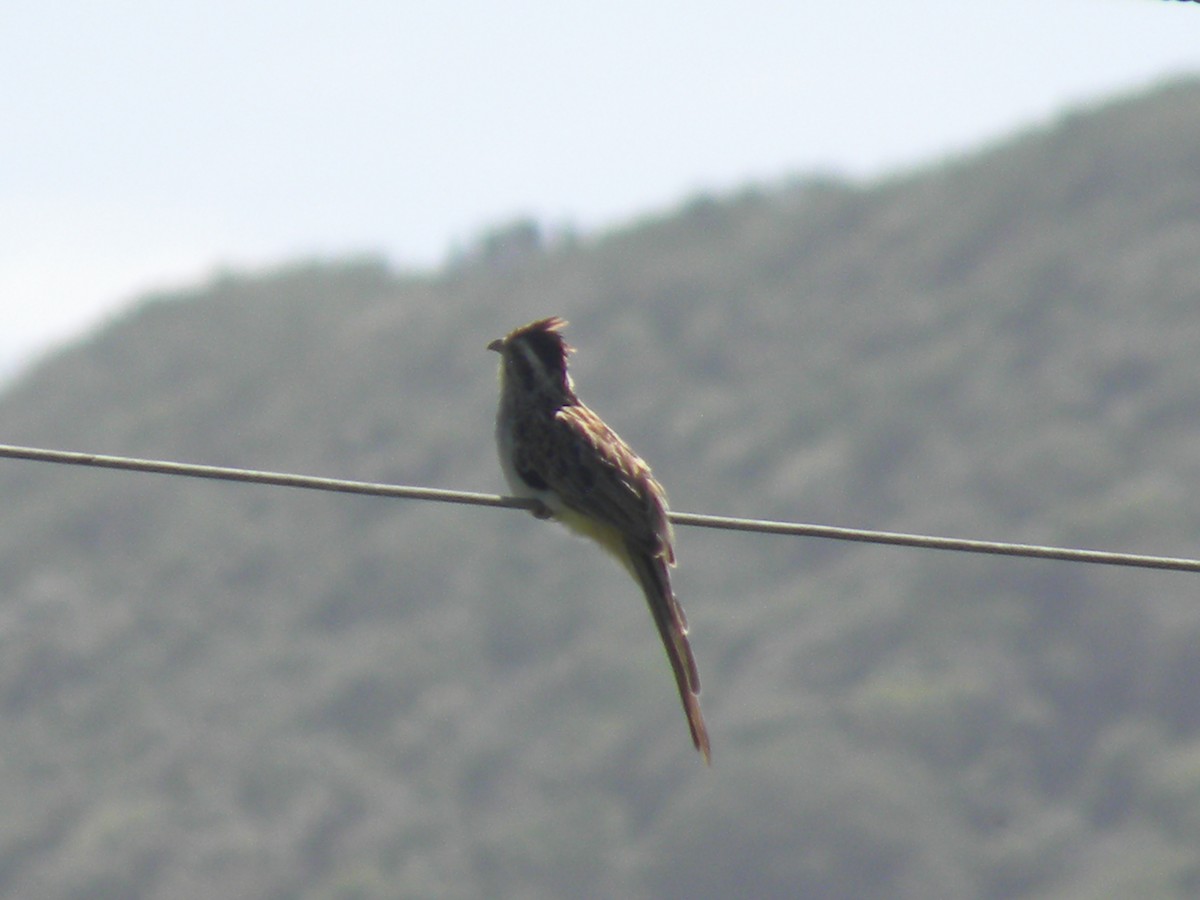 Striped Cuckoo - ML638383846