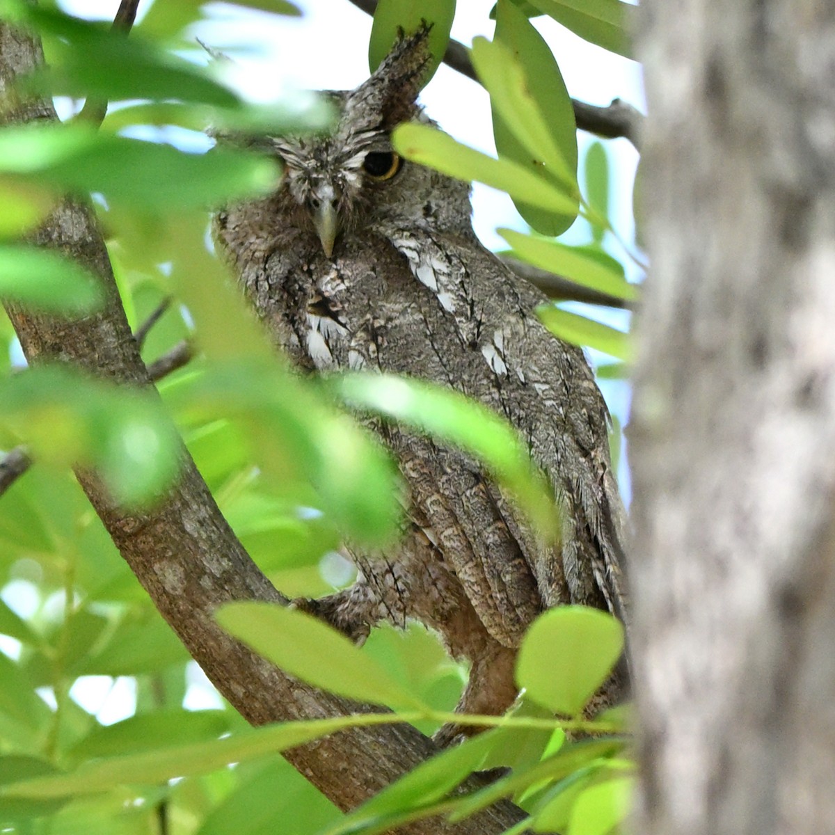 Pacific Screech-Owl - ML638383851