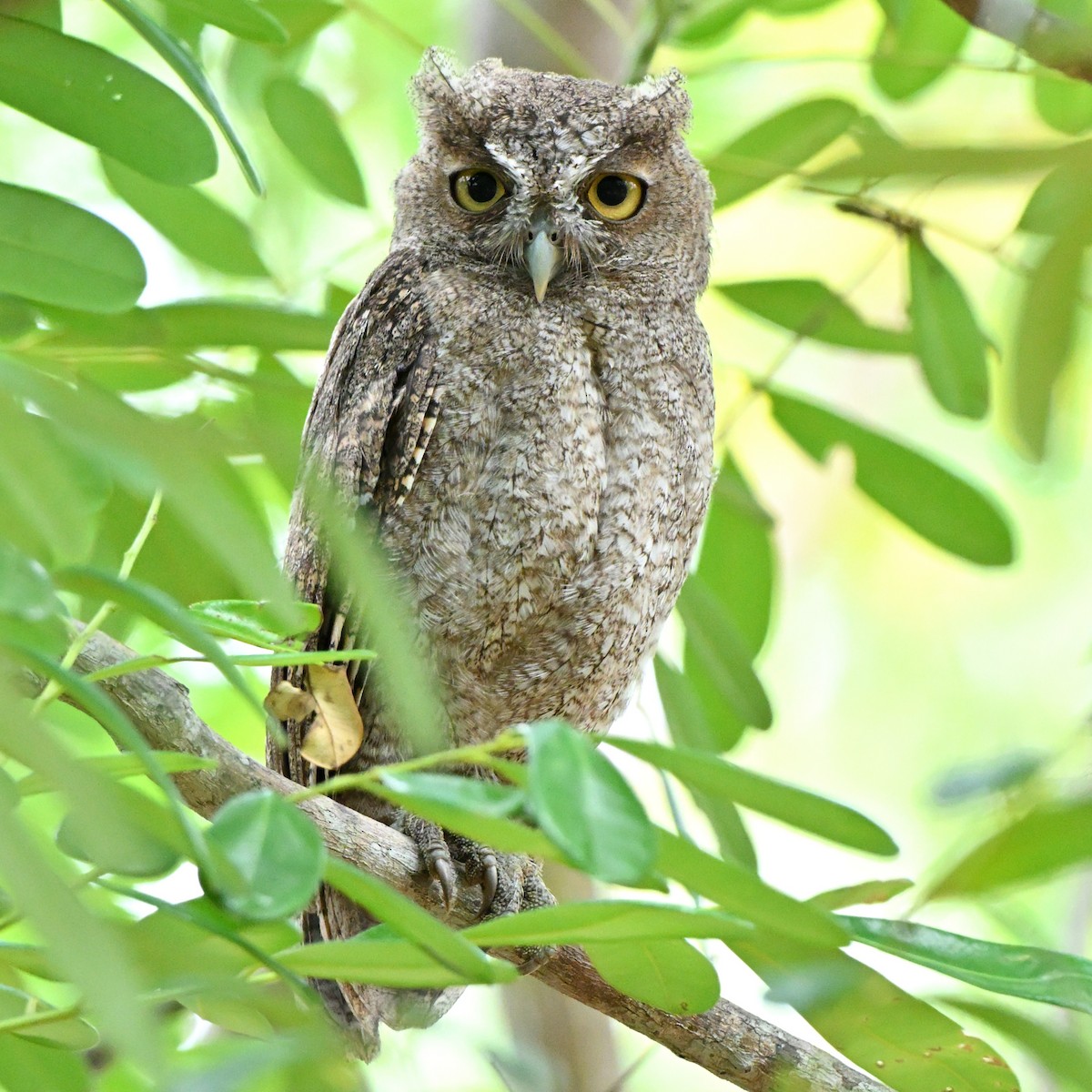 Pacific Screech-Owl - ML638383852