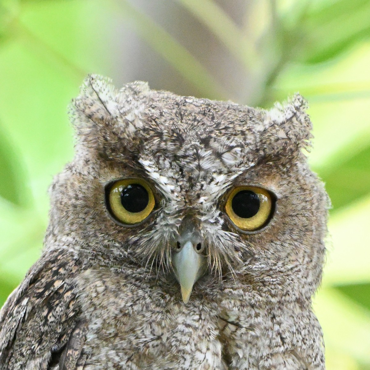 Pacific Screech-Owl - ML638383853
