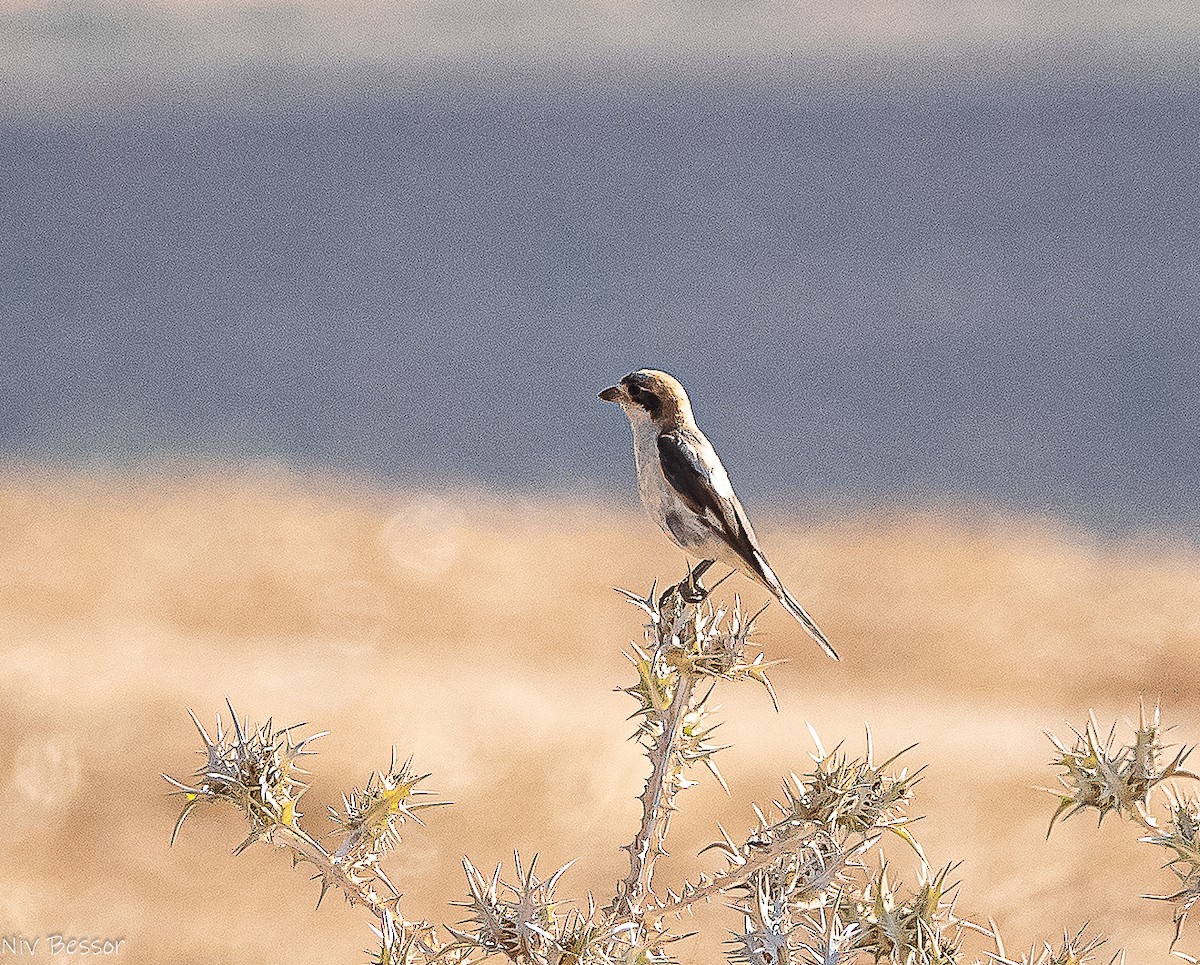 Woodchat Shrike (Caucasian) - ML638383875
