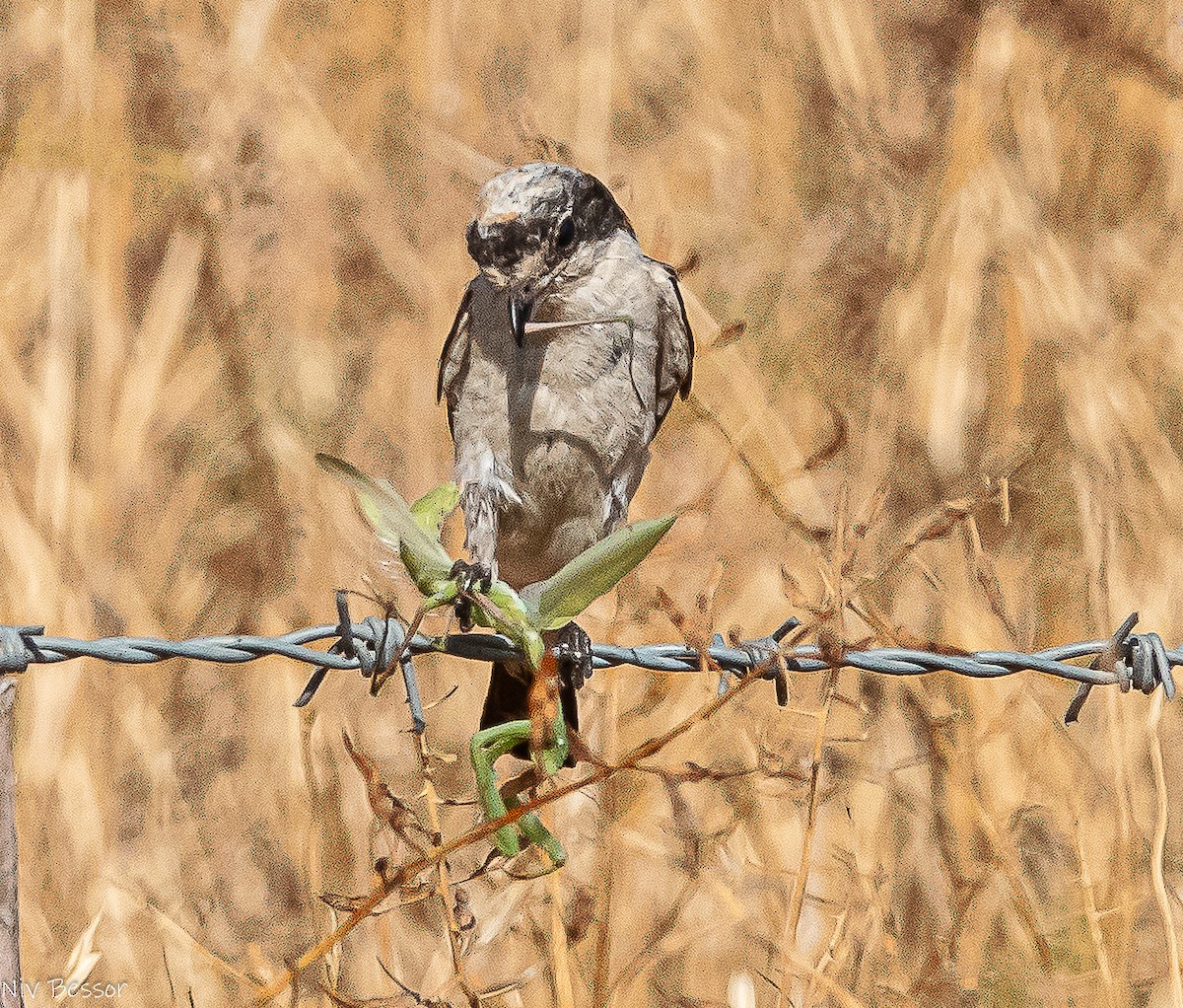 Woodchat Shrike (Caucasian) - ML638383877