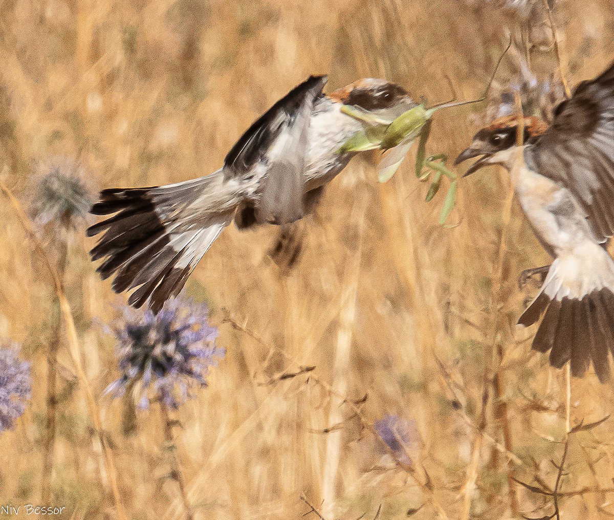 Woodchat Shrike (Caucasian) - ML638383880