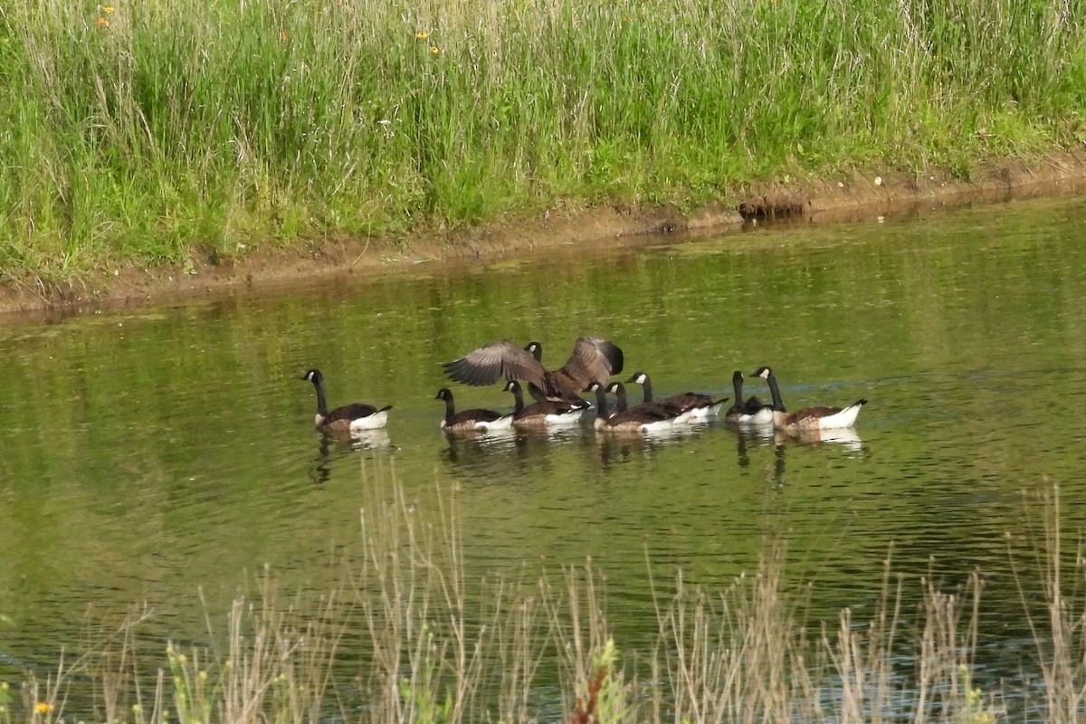 Canada Goose - ML638383887