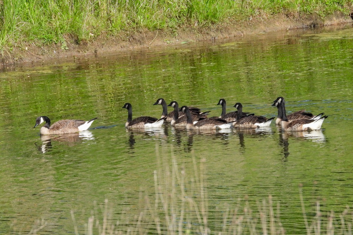 Canada Goose - ML638383888