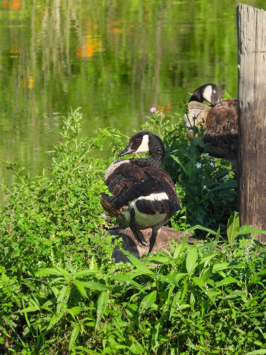 Canada Goose - ML638383890