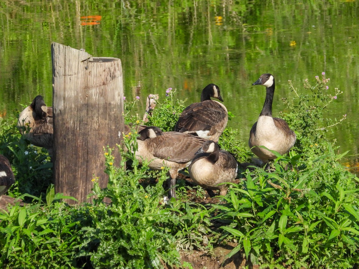 Canada Goose - ML638383891