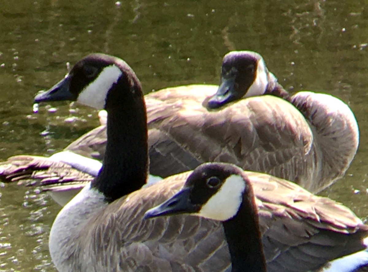 Canada Goose - ML638383933
