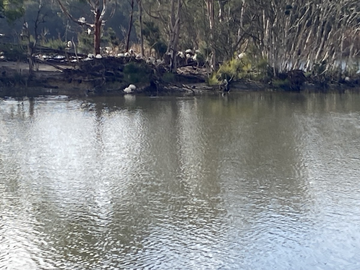 Australian Ibis - ML638383935