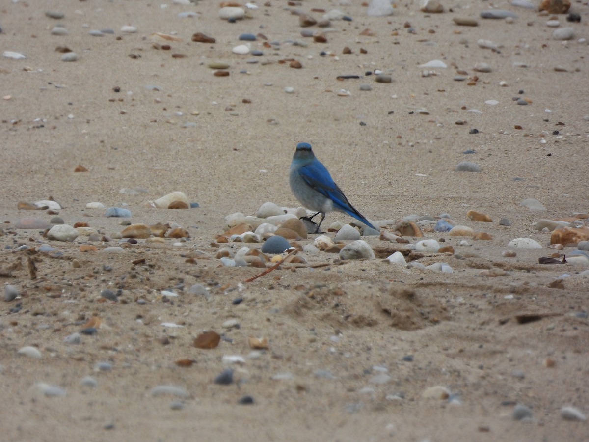 Mountain Bluebird - ML638383945