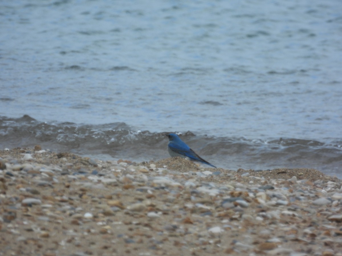 Mountain Bluebird - ML638383947