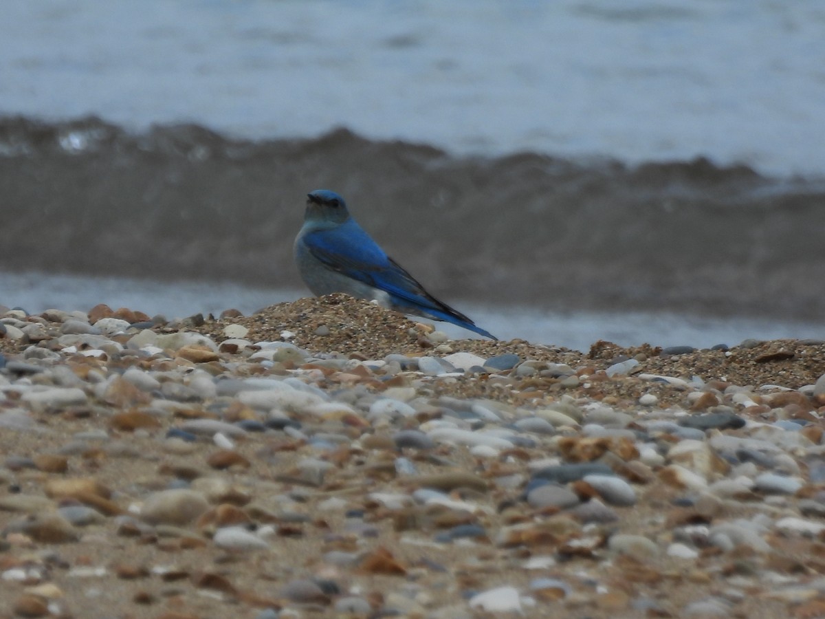 Mountain Bluebird - ML638383950