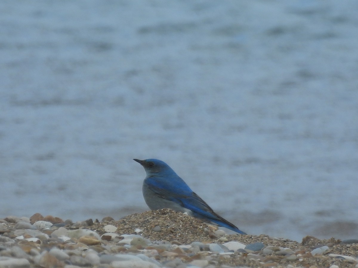 Mountain Bluebird - ML638383951