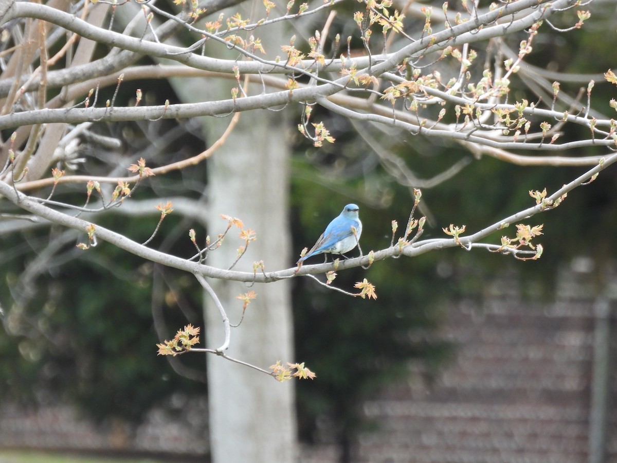 Mountain Bluebird - ML638383957
