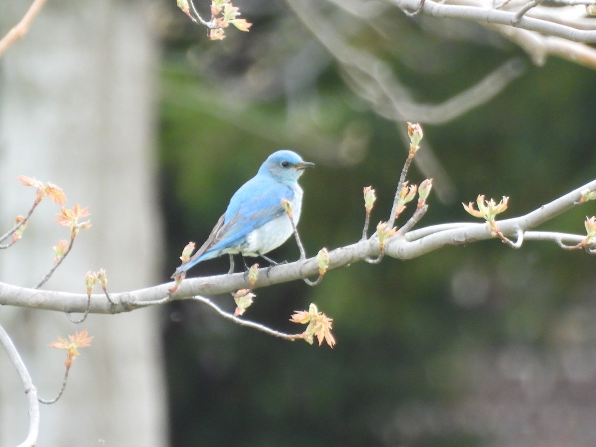 Mountain Bluebird - ML638383960