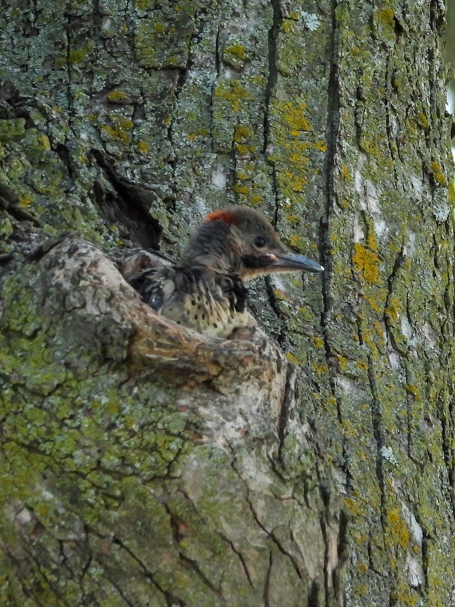 Northern Flicker - ML638383964