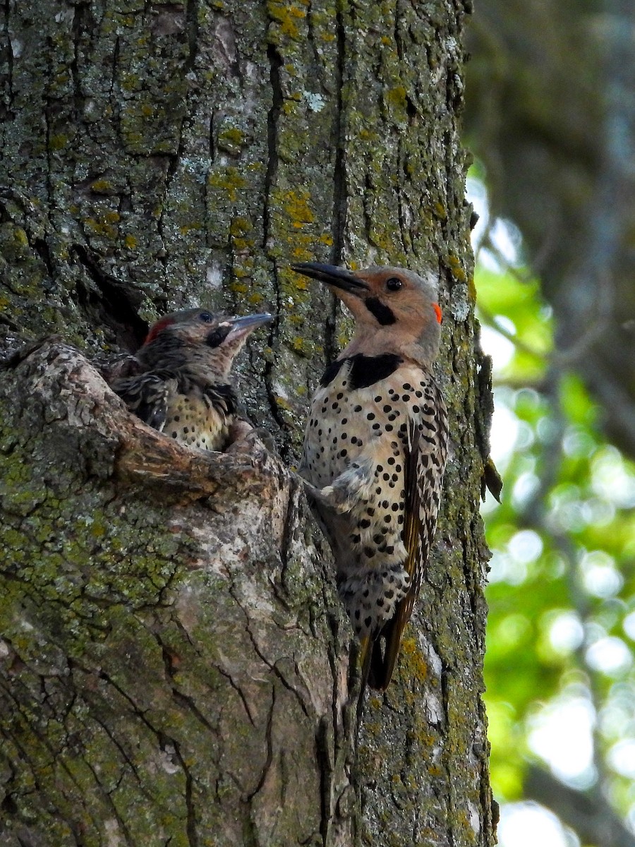 Northern Flicker - ML638383965