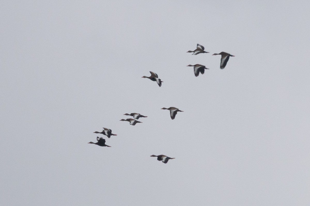Black-bellied Whistling-Duck - ML638383985