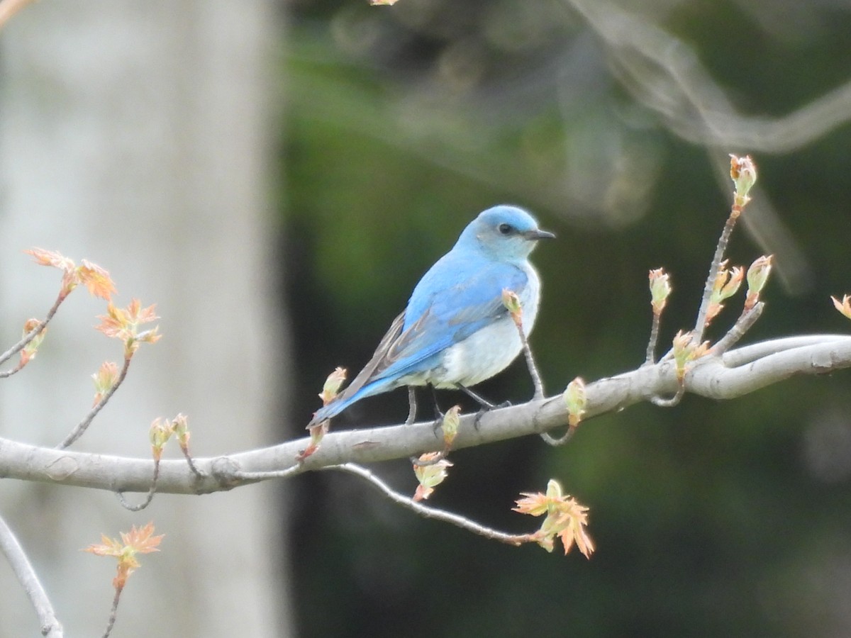 Mountain Bluebird - ML638383988