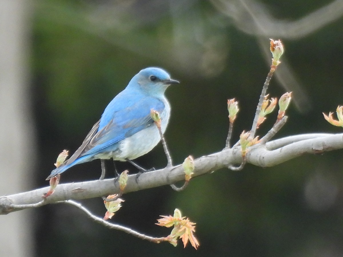 Mountain Bluebird - ML638383991