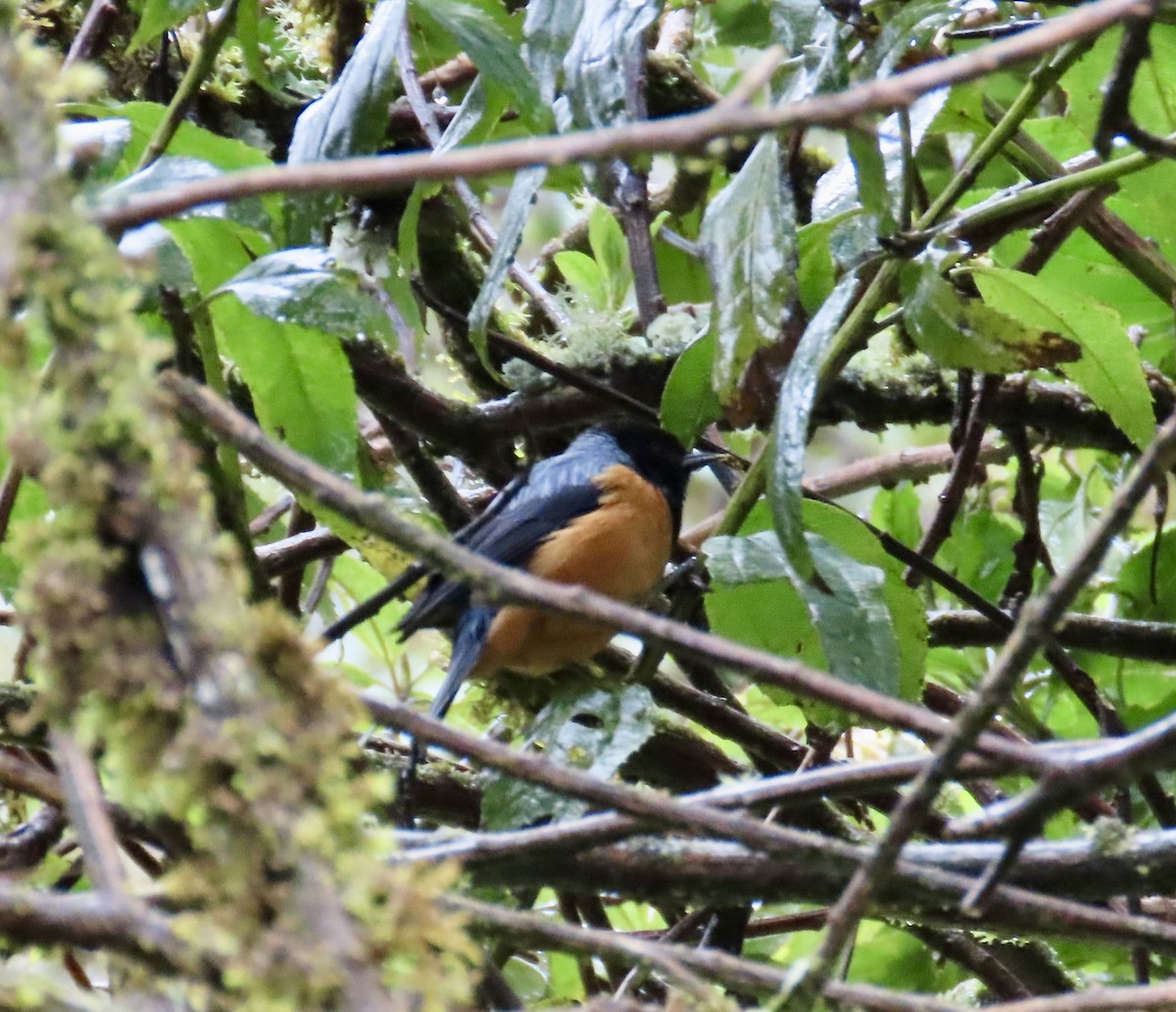 Blue-backed Conebill - ML638383994