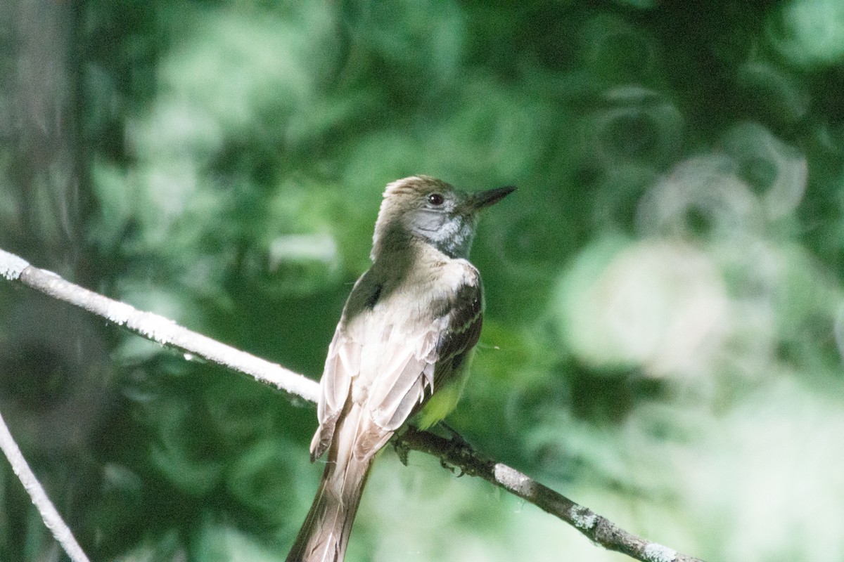 Great Crested Flycatcher - ML638383998