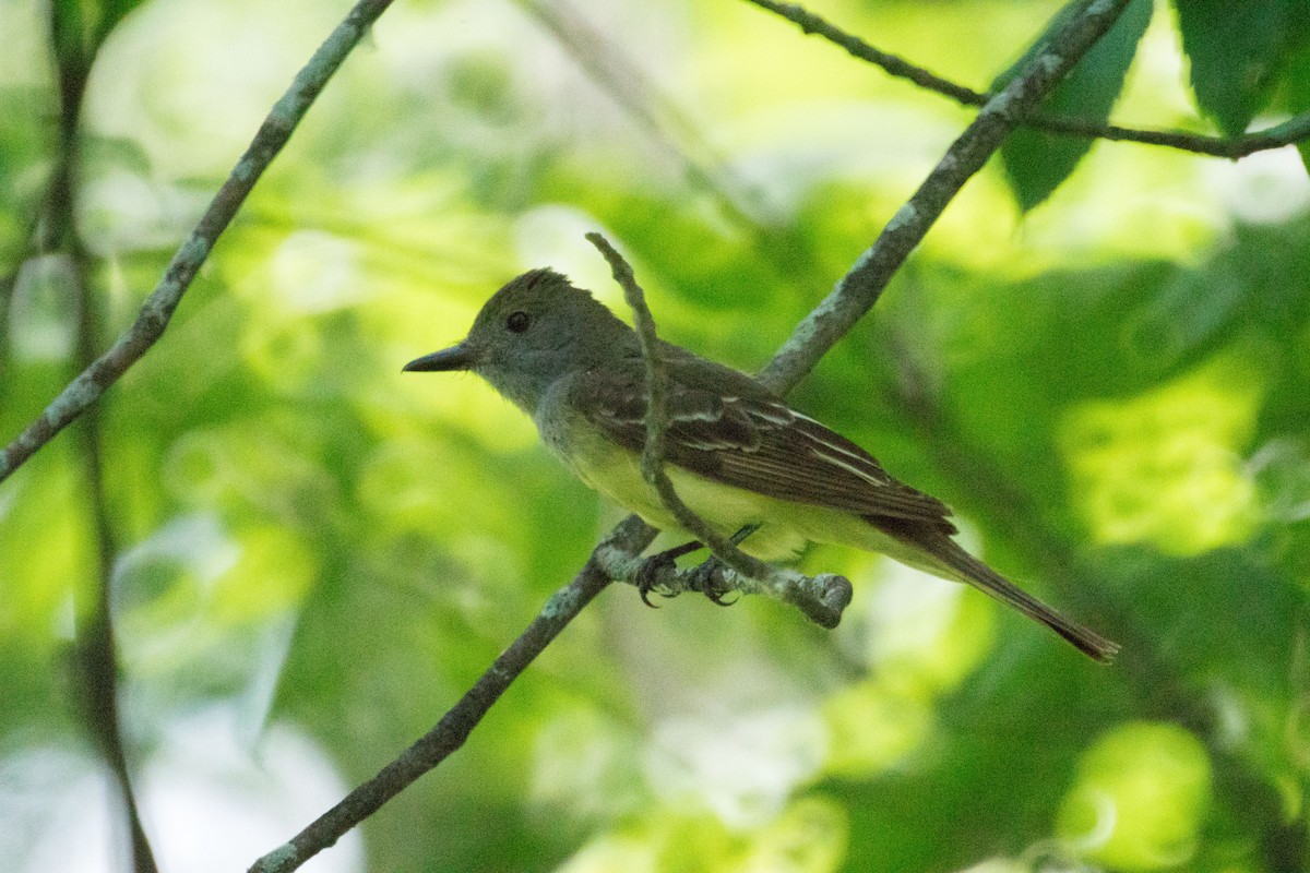 Great Crested Flycatcher - ML638383999