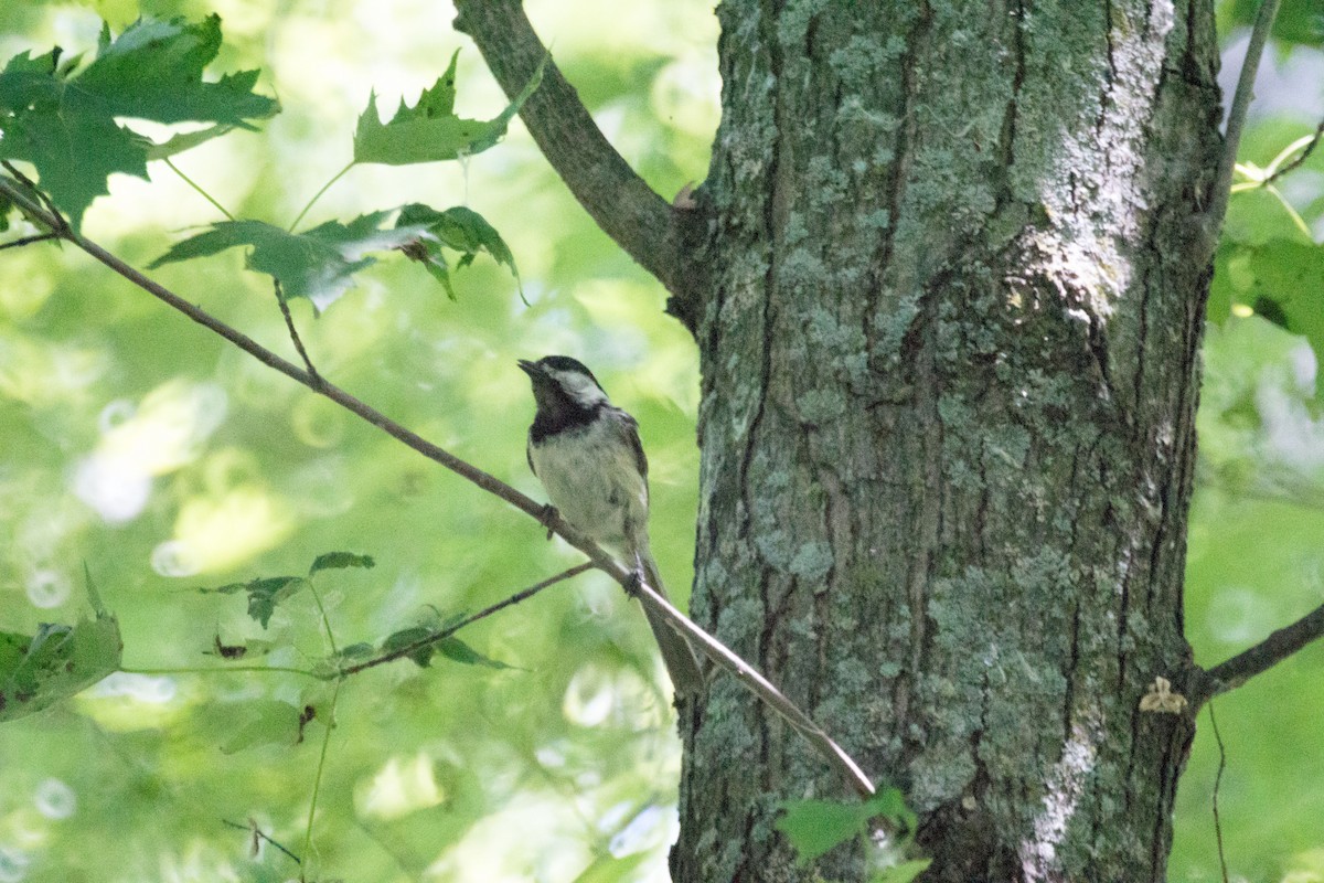 Black-capped Chickadee - ML638384002