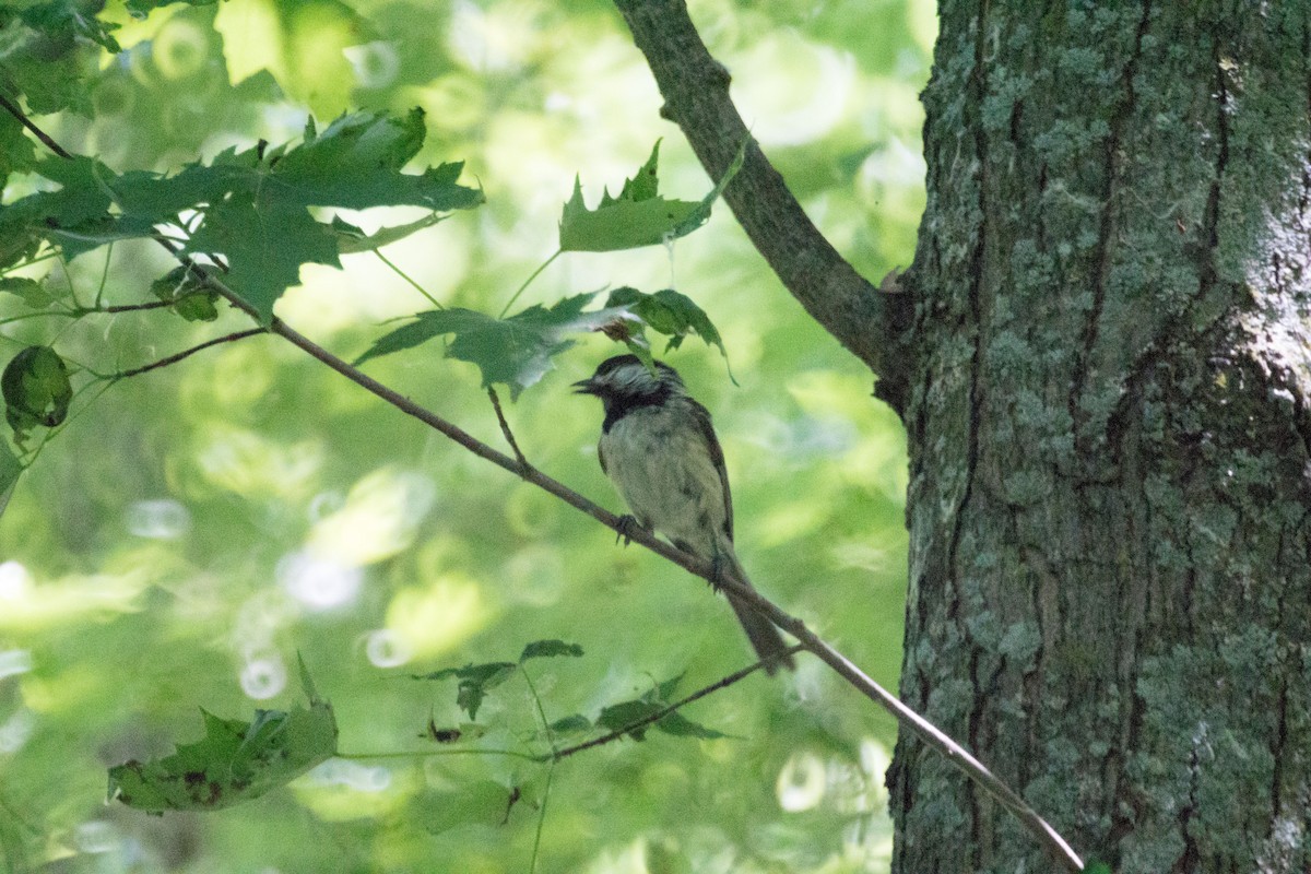 Black-capped Chickadee - ML638384003
