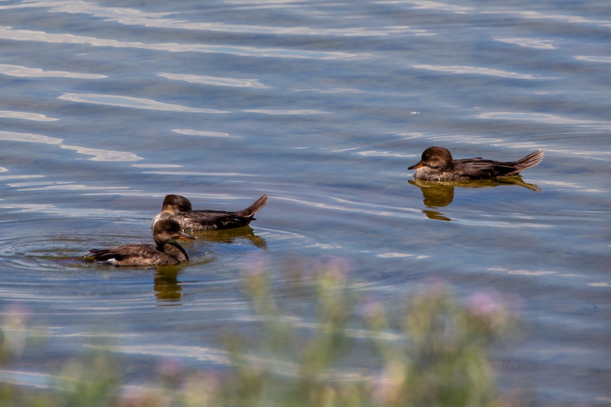 Hooded Merganser - ML638384004