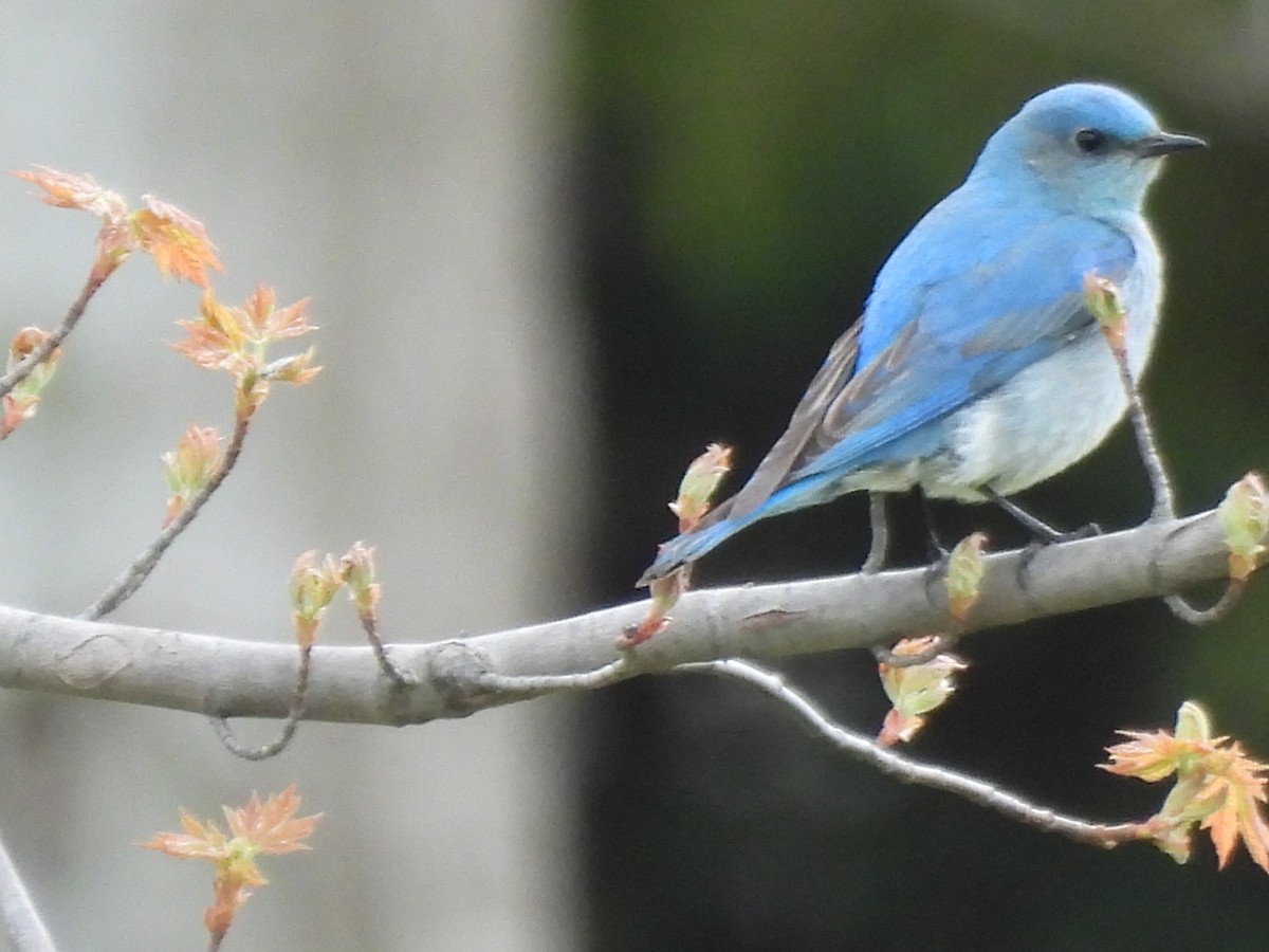 Mountain Bluebird - ML638384020