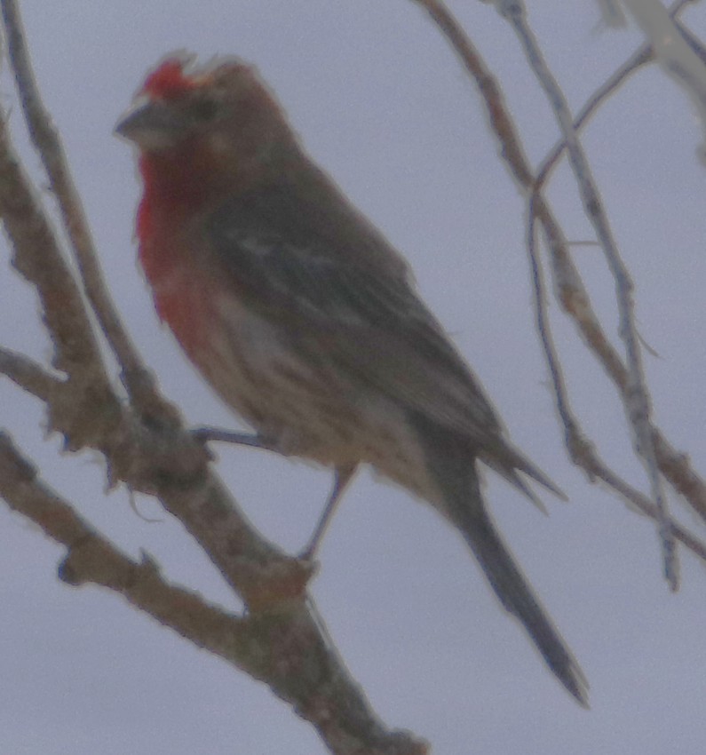 House Finch - ML638384036