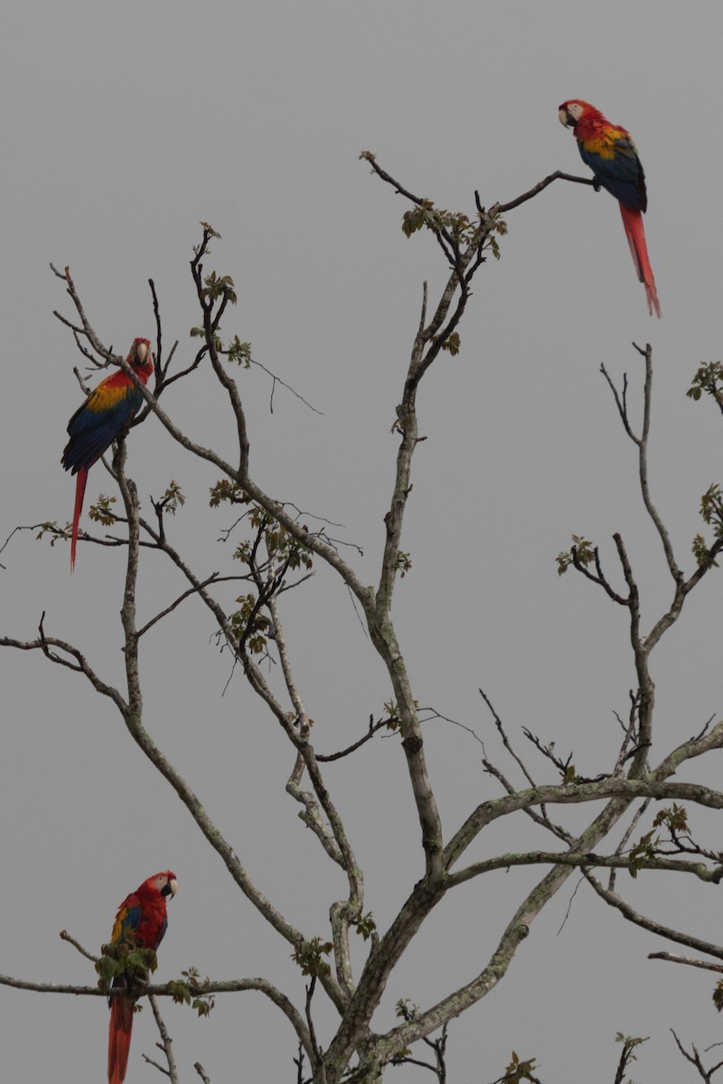 Scarlet Macaw - ML638384043
