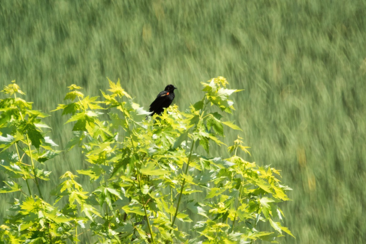 Red-winged Blackbird - ML638384045