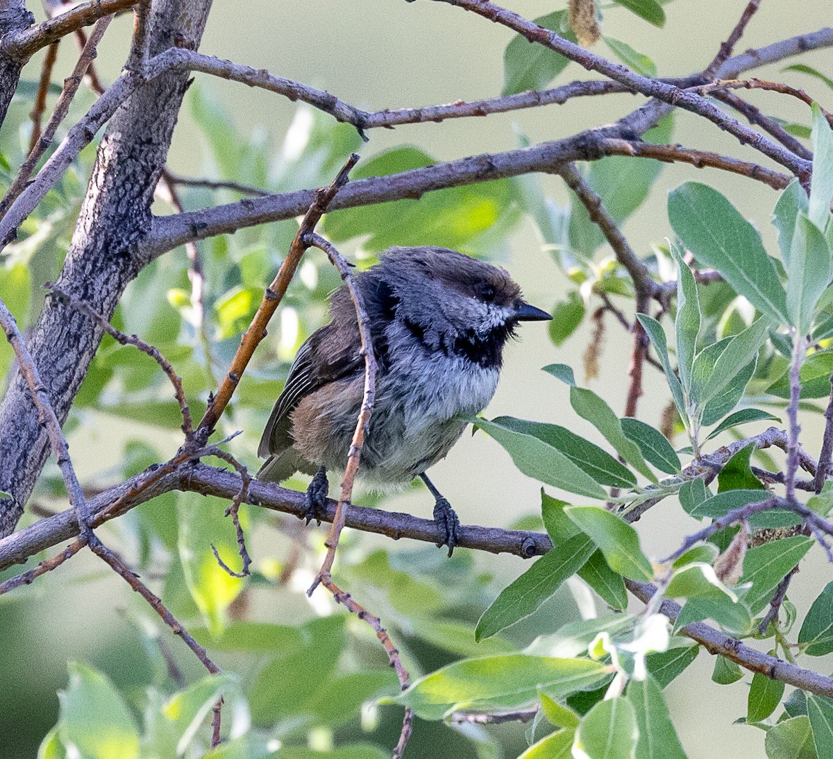 Boreal Chickadee - ML638384049