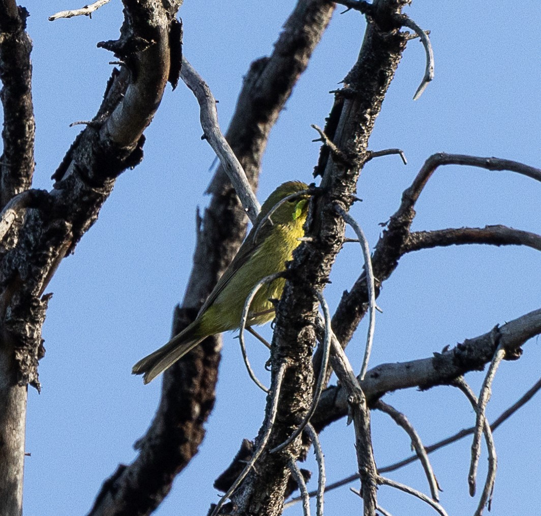 Orange-crowned Warbler - ML638384054
