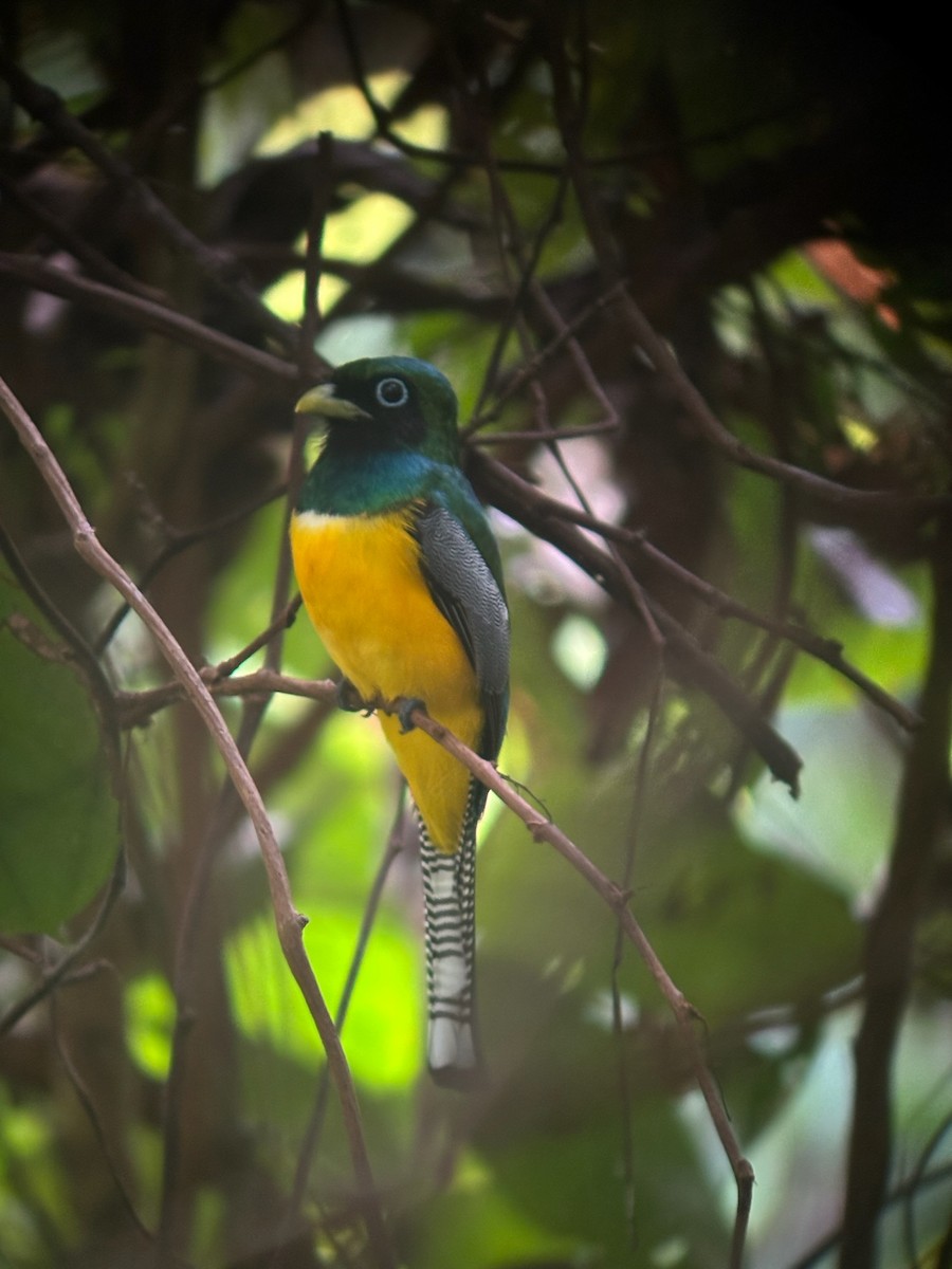 Northern Black-throated Trogon - ML638384057