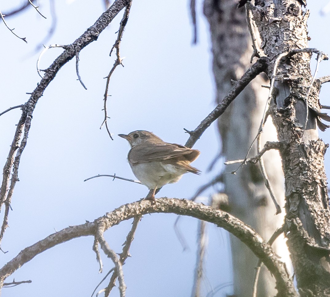 Gray-cheeked Thrush - ML638384062