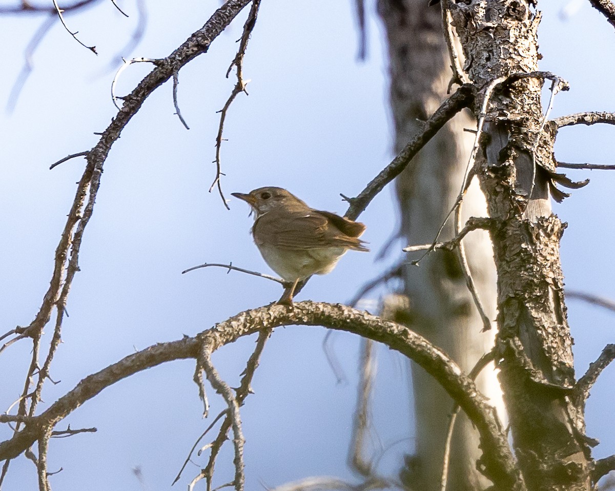 Gray-cheeked Thrush - ML638384063
