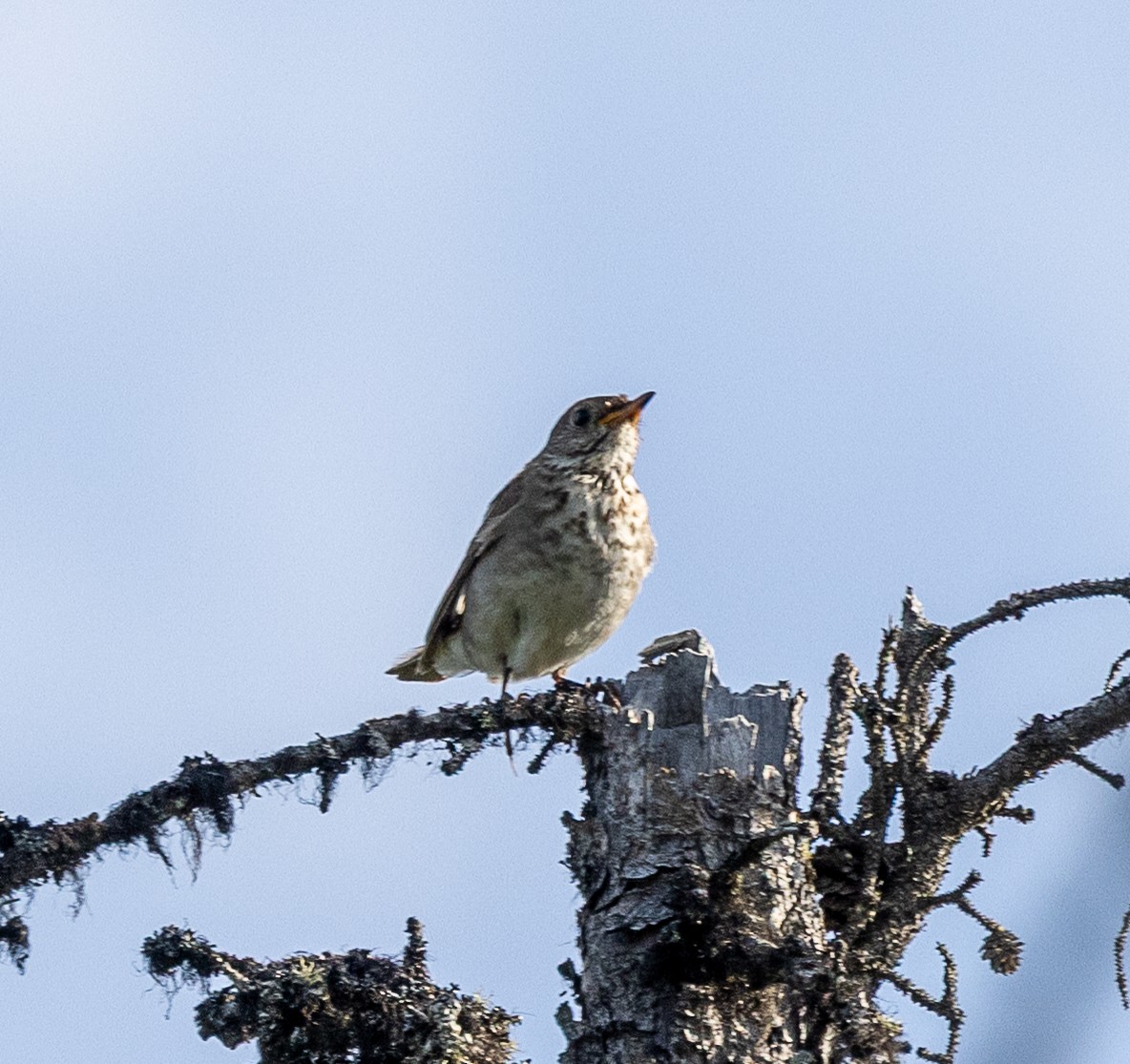 Gray-cheeked Thrush - ML638384067