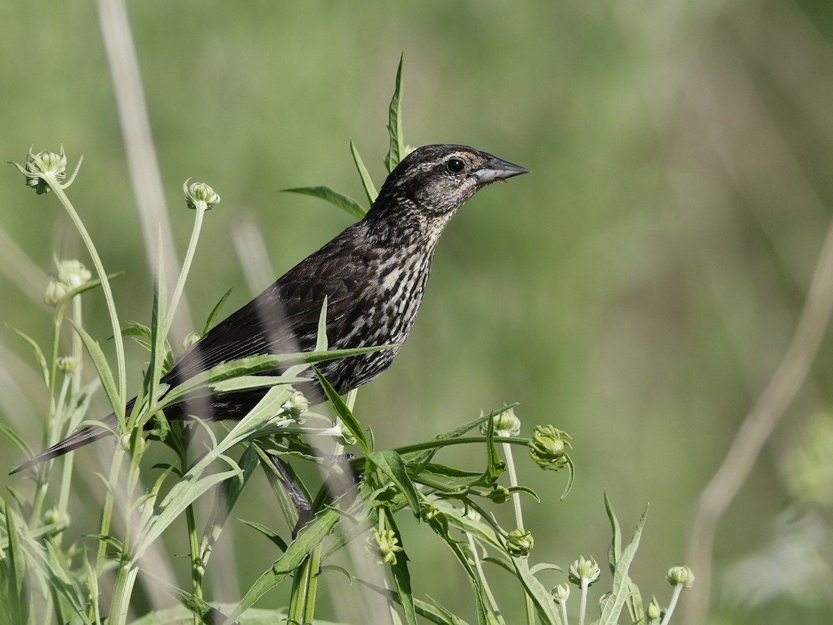 Al Kanatlı Karatavuk - ML638384088