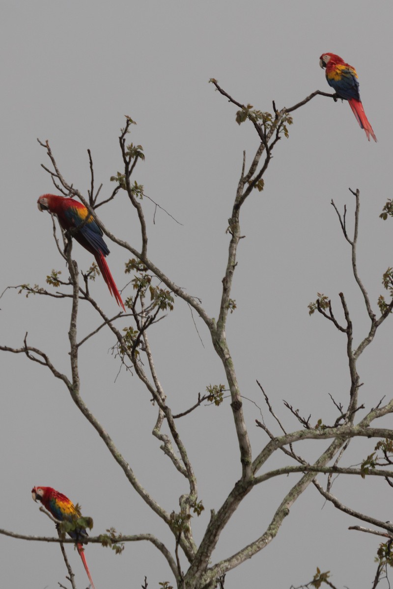 Scarlet Macaw - ML638384092