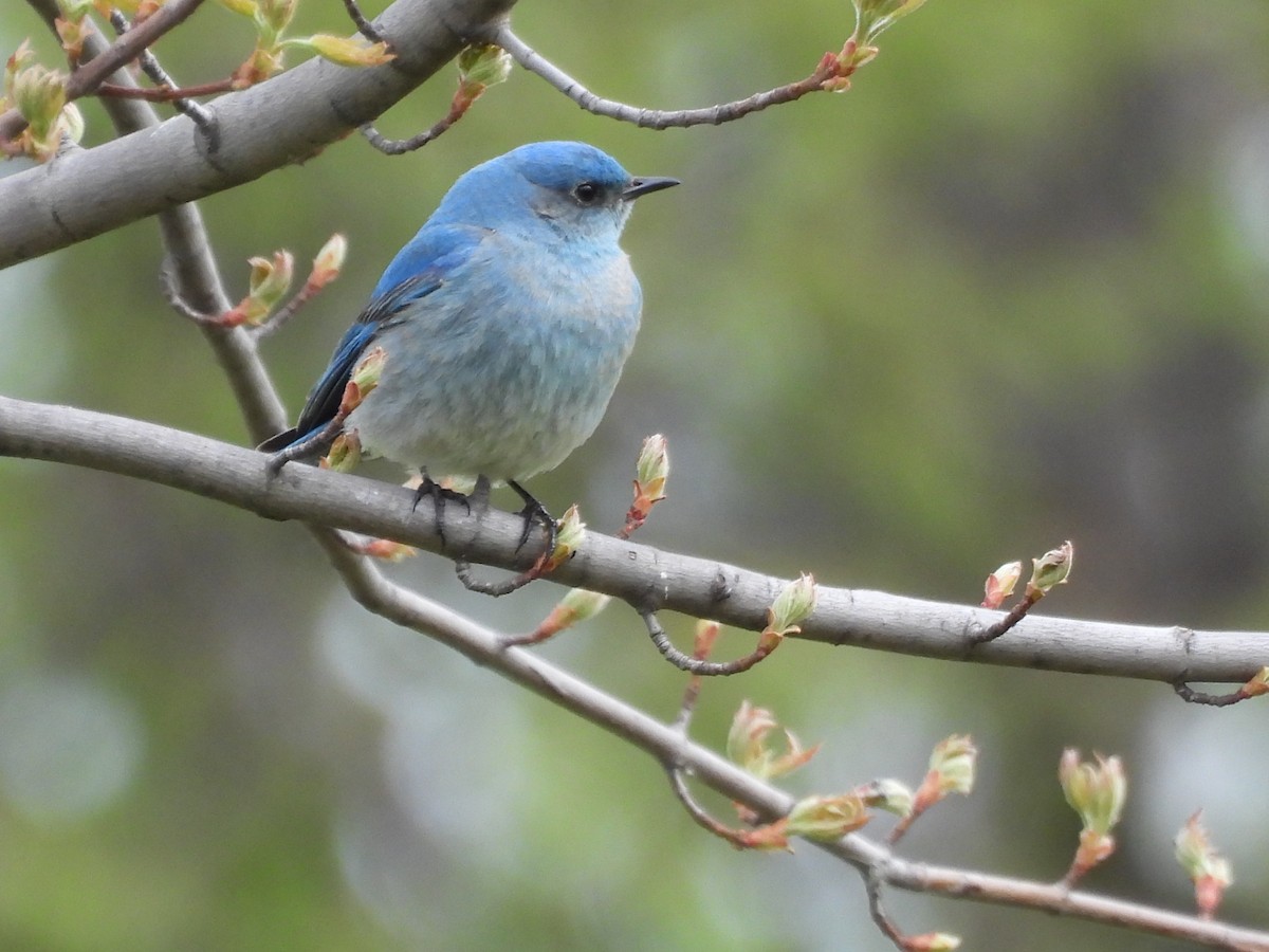 Mountain Bluebird - ML638384104