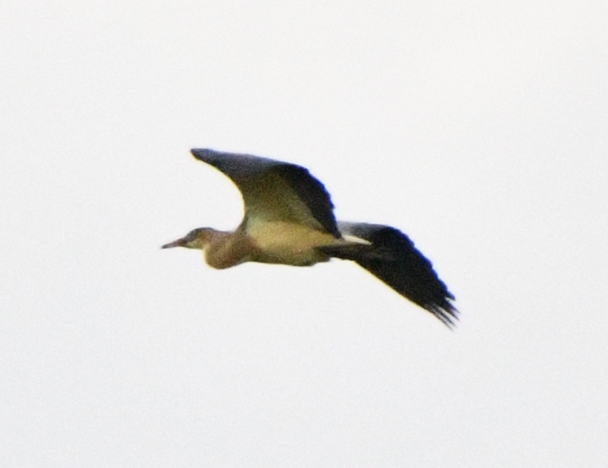 Whistling Heron - ML638384109