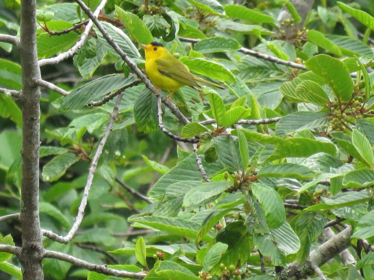 Wilson's Warbler - ML63838411