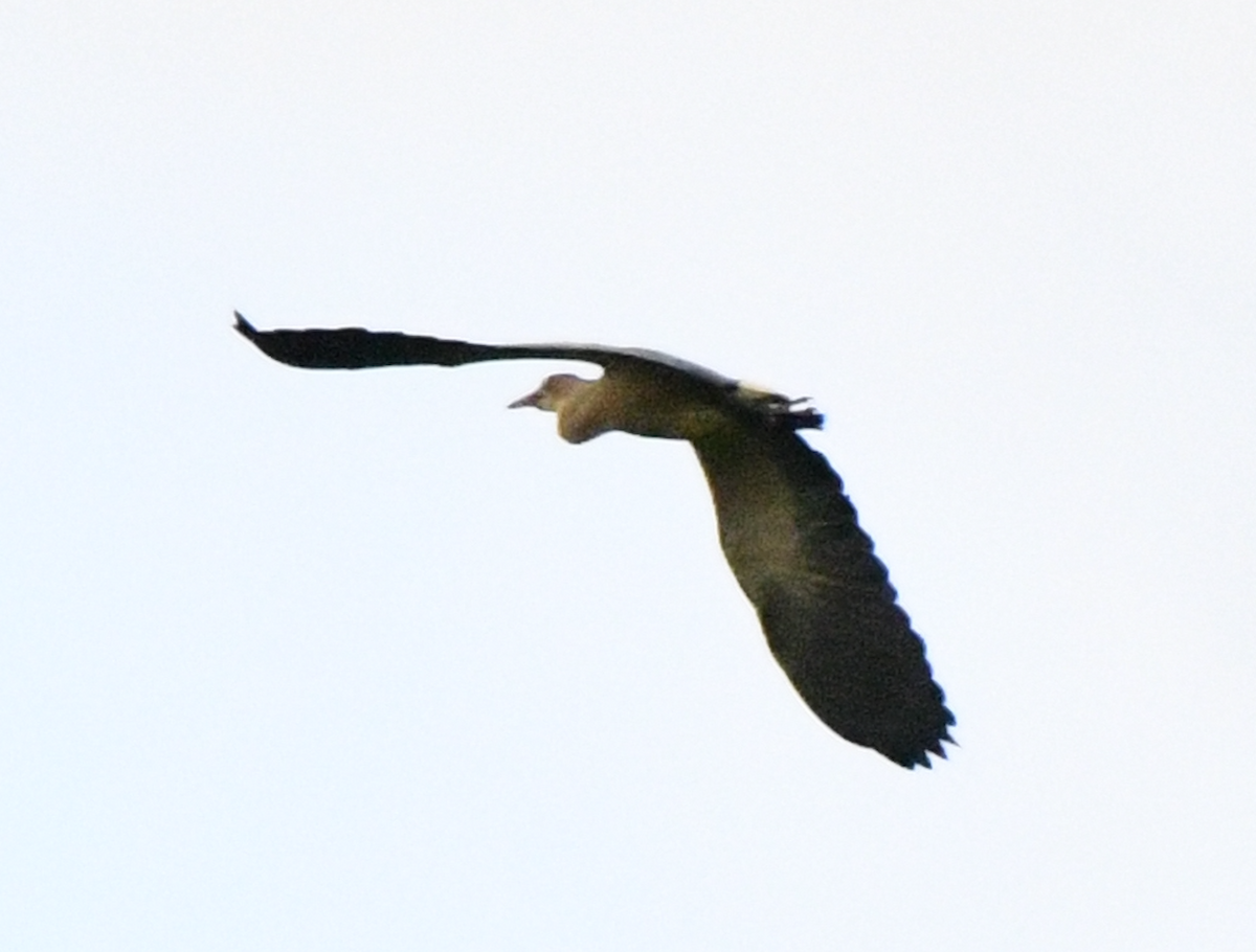 Whistling Heron - ML638384120