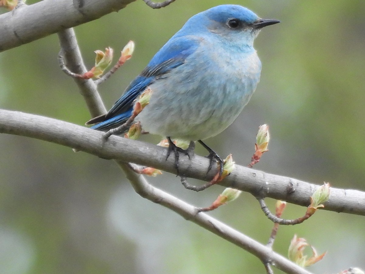 Mountain Bluebird - ML638384123