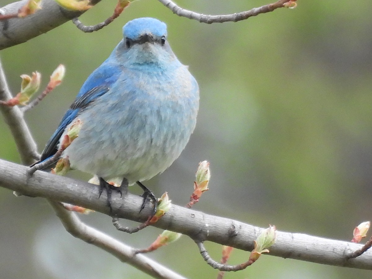 Mountain Bluebird - ML638384126