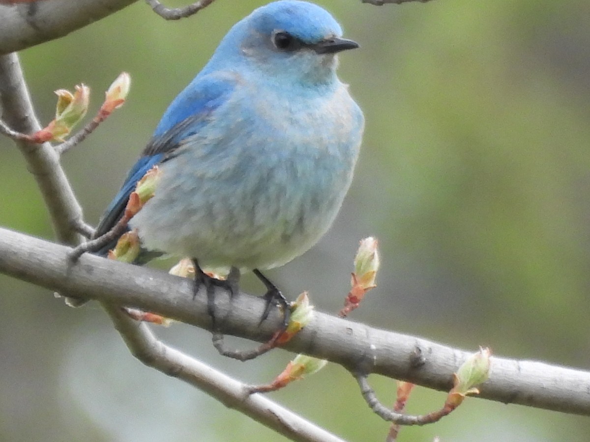 Mountain Bluebird - ML638384139